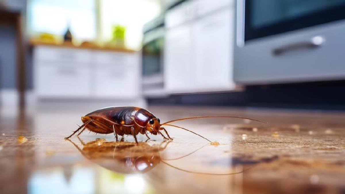 cockroaches