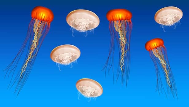 Description of the pic