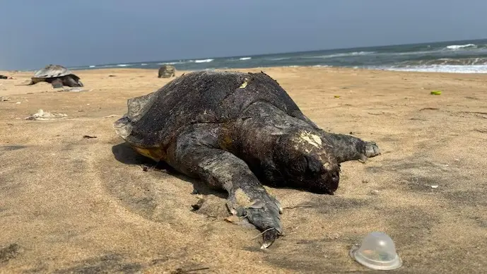 Concern Over Hundreds of Dead Olive Ridley Turtles Washed Ashore in Chennai