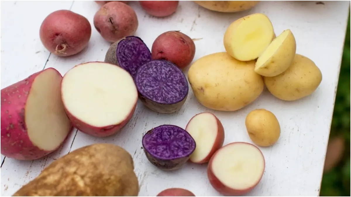 Myth Or Fact: Chilling Carbs Can Help Reduce Weight? Cooking, chilling, then reheat carbohydrate-rich foods is called retrogradation