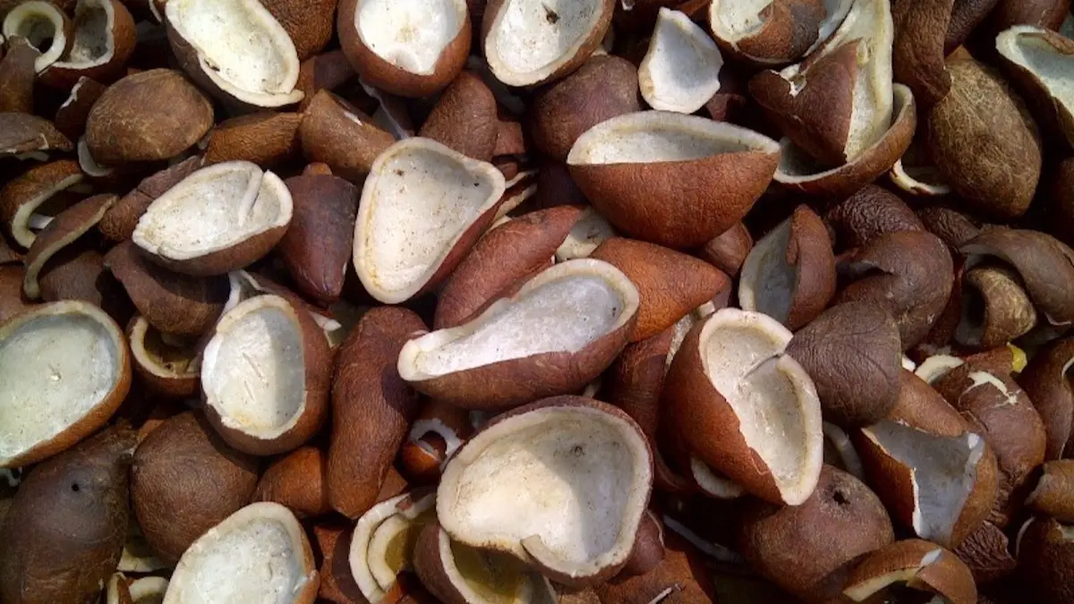 Cabinet Approves Rs 11,582 Per Quintal MSP For Milling Copra, Rs 12,100 For Ball Copra Copra, MSP