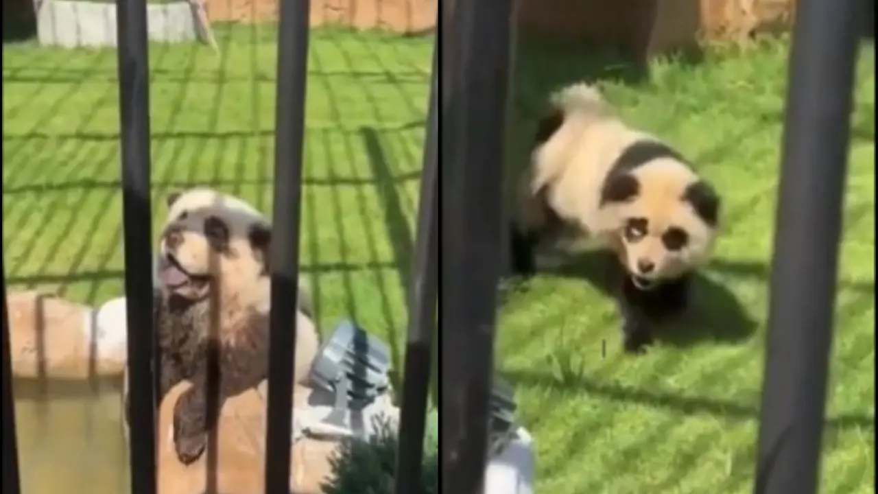 “Copy Masters”: Zoo in China Admits to Dying Chow Chow Dogs as Pandas