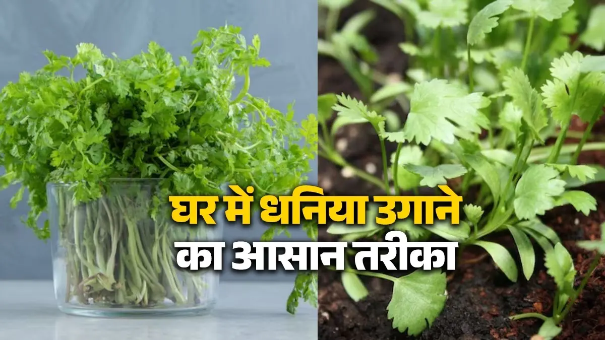 coriander-plant-growing-at-home-kitchen-gardening-tips-dhaniya-ugane-ka-asan-tarika