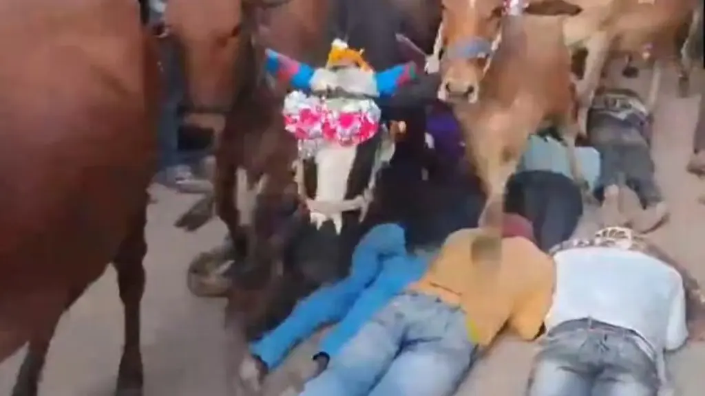 'MP Ajab Hai, Sabse Gajab Hai': Cows Walk Over Devotees in Ujjain As Post Diwali Ritual Cow