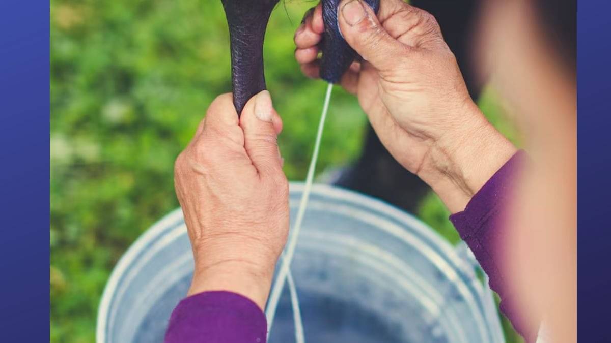 Description of the pic