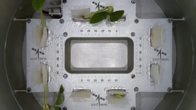 Cowpea sprouts, sent to space onboard the PSLV-C60 POEM-4 platform unveiled their first leaves in microgravity conditions.