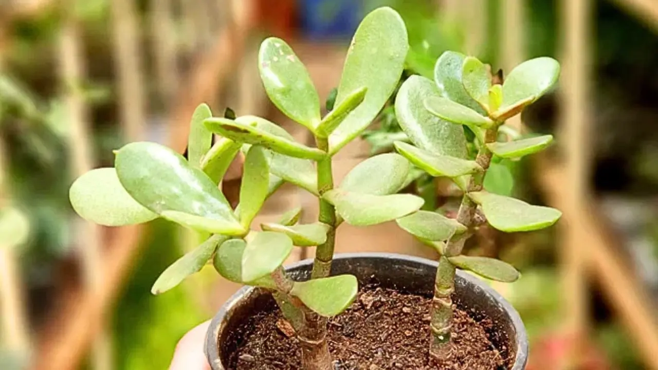 Crassula Plant Benefits