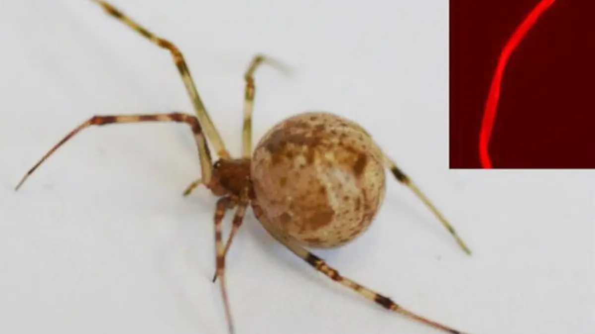 CRISPR-Cas9-modified spider