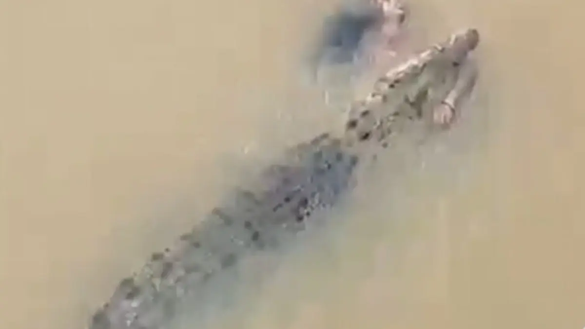Crocodile Drags Woman Into Kharasrota River