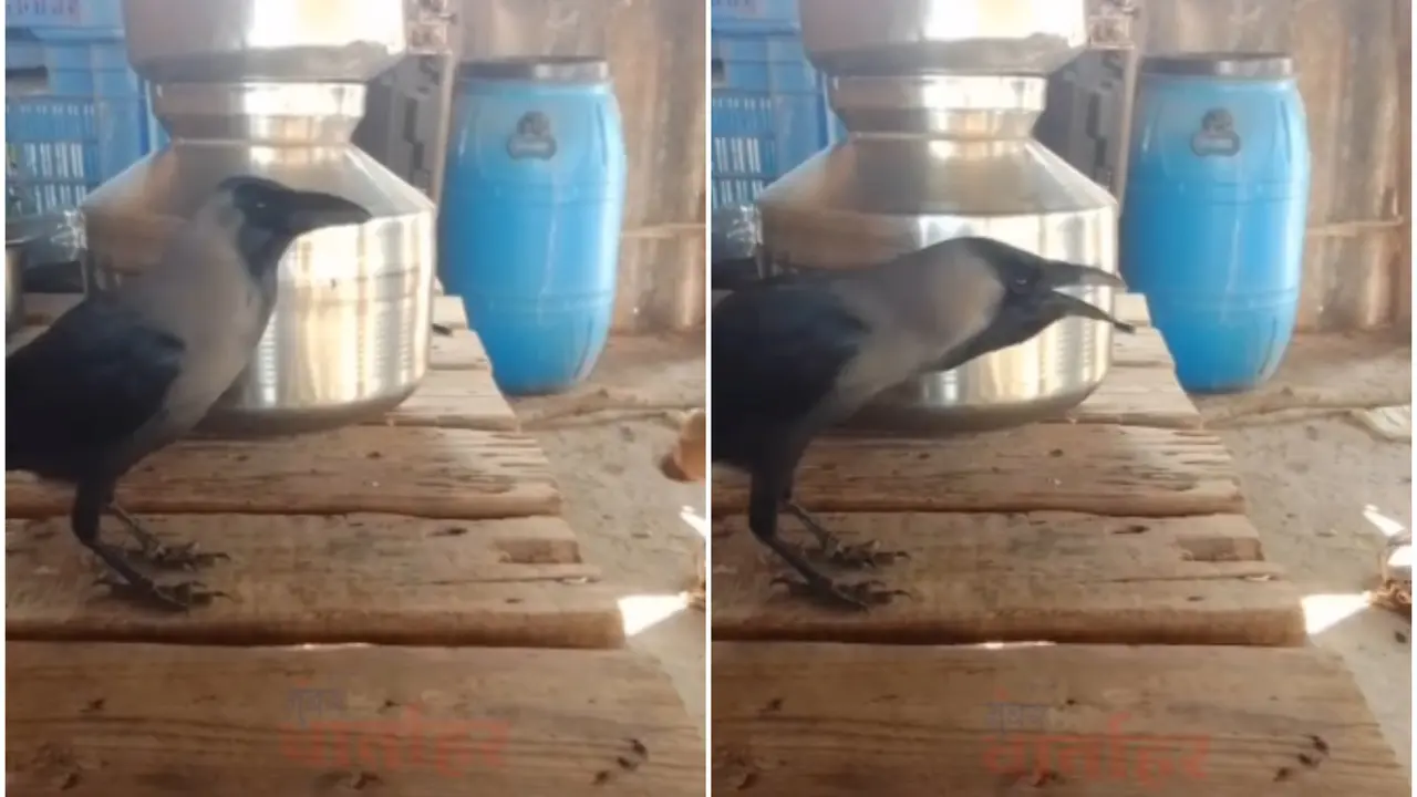 Crow Viral Video