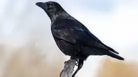 Crows