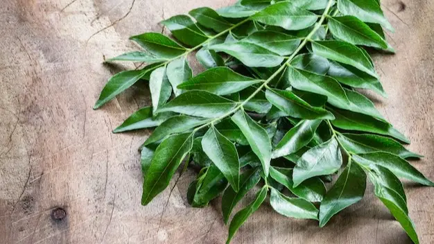 Curry Leaves