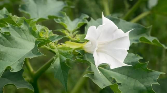 Description of the pic