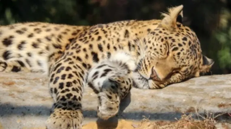 UP News : पीलीभीत और श्रावस्ती में 2 तेंदुए के शव मिले, वन विभाग को दी सूचना dead bodies found leopards