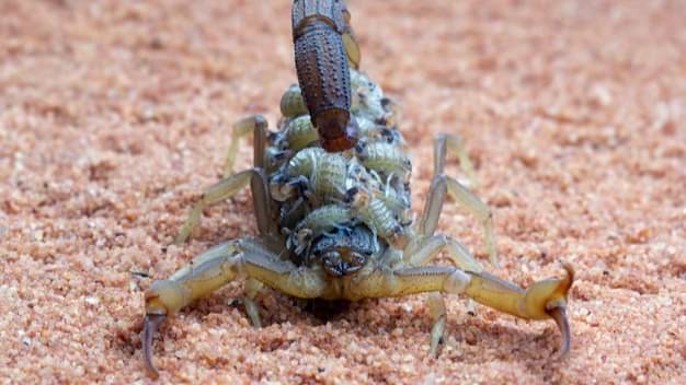 Description of the pic