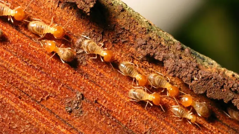 Termite Treatment: दीमक हटाने के लिए काम आएंगी ये 2 रुपये की चीजें, लकड़ी का फर्नीचर दिखेगा चकाचक how to get rid of termite at home permanently from wooden furniture deemak hatane ke upay