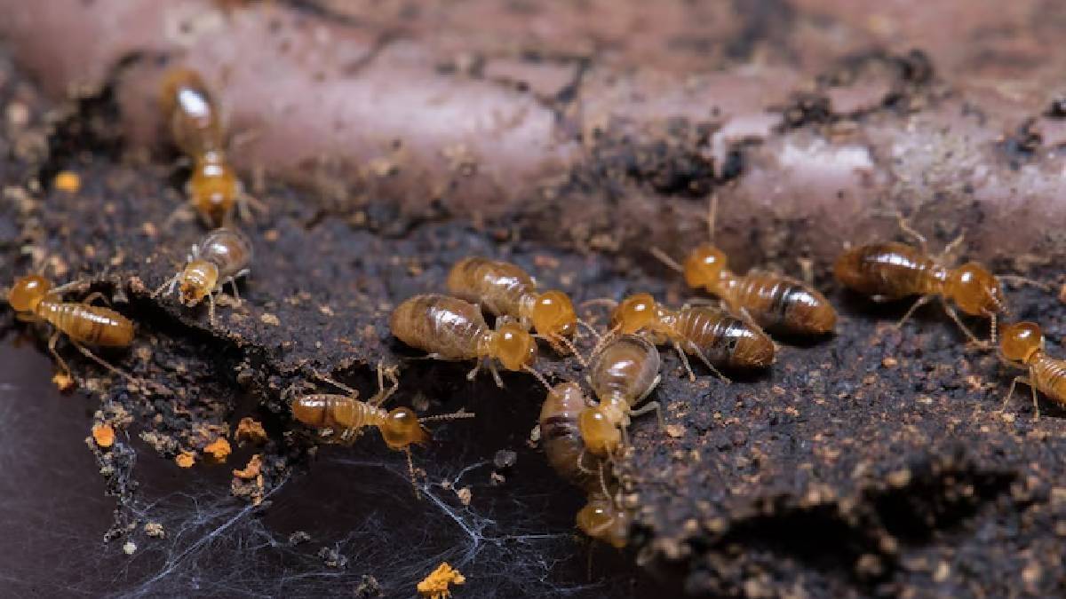 Termites Remedies: बरसात में दीमक से हैं परेशान, लाखों के फर्नीचर को बचाने  के लिए फ्री में करें ये उपाय | Republic Bharat