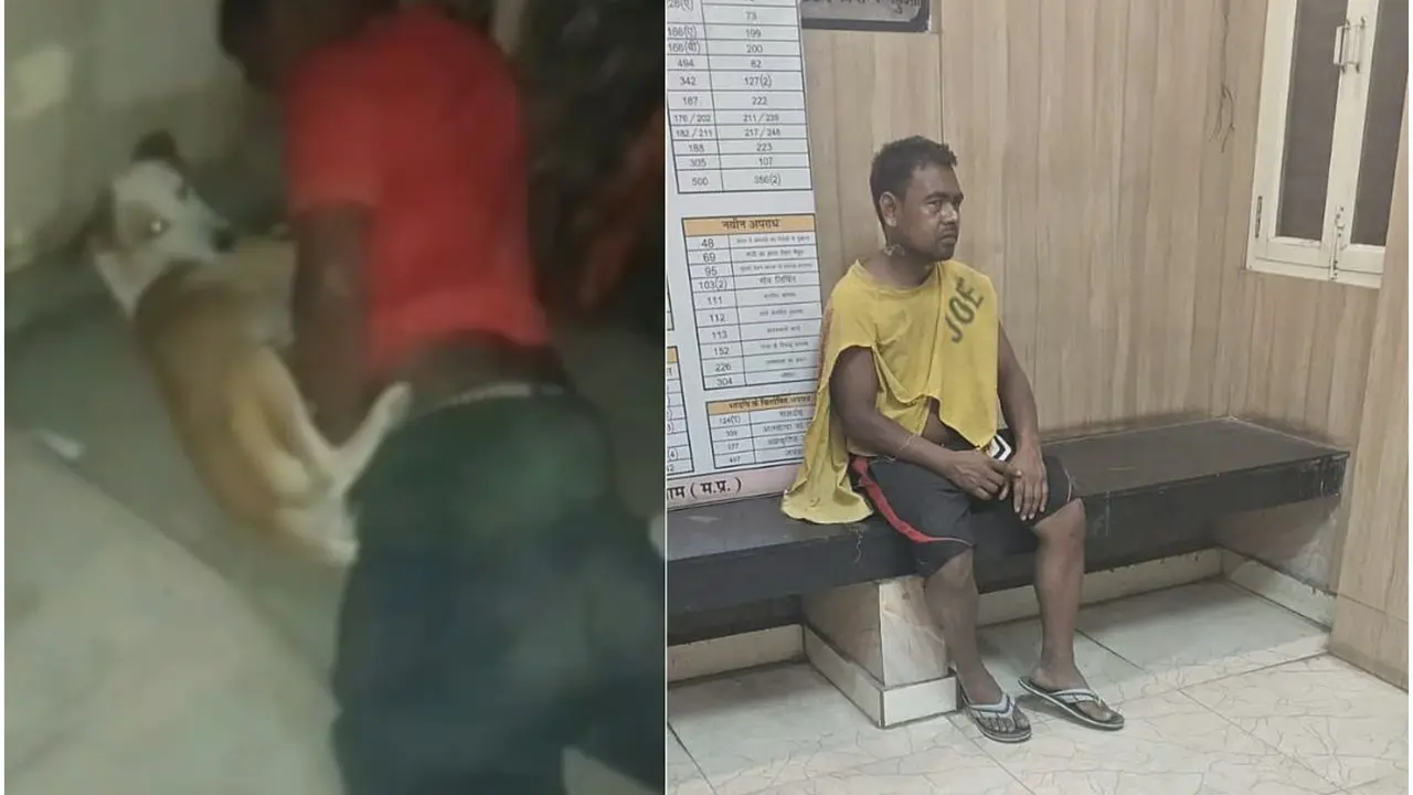 Delhi Shocker: Man Rapes 13 Stray Dogs, Films Acts; Now Arrested Delhi Man Thrashed For Raping Stray Dogs