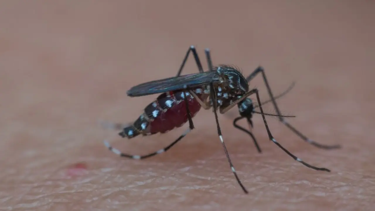 Mosquito-Borne Diseases