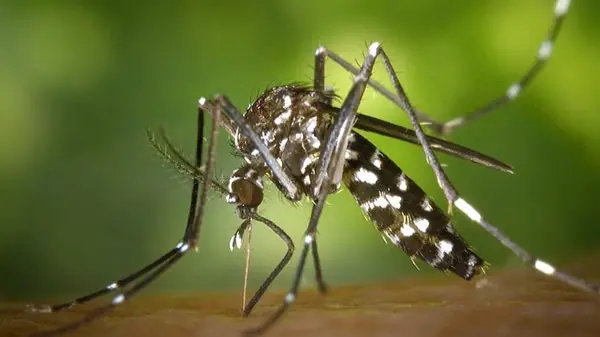 dengue mosquitoes