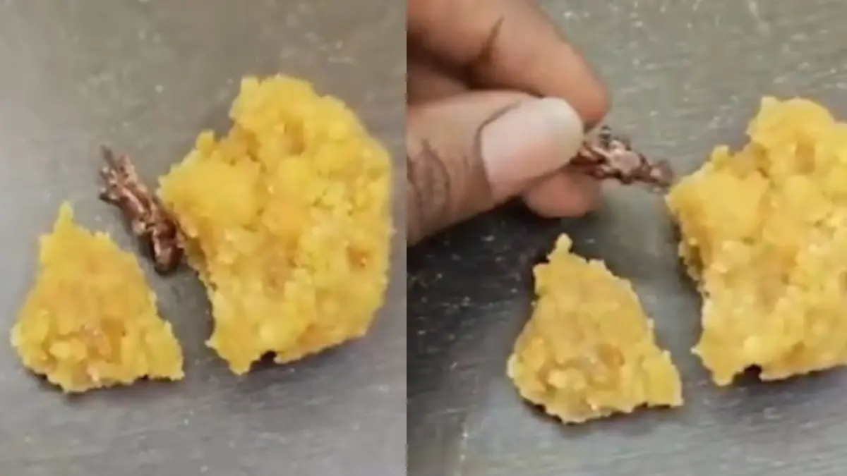 Devotee Claims Cockroach Found in Srisailam Laddoo Prasadam, Temple Denies | WATCH