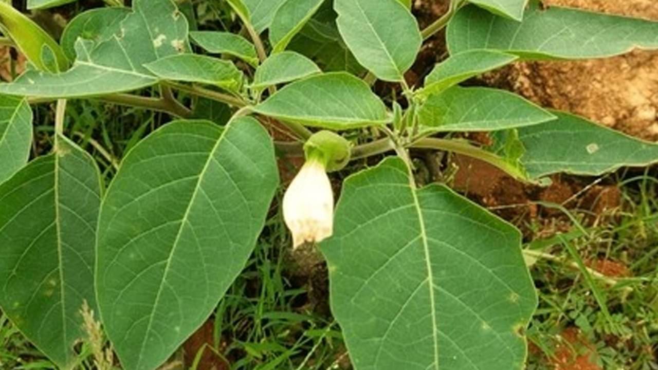 Description of the pic