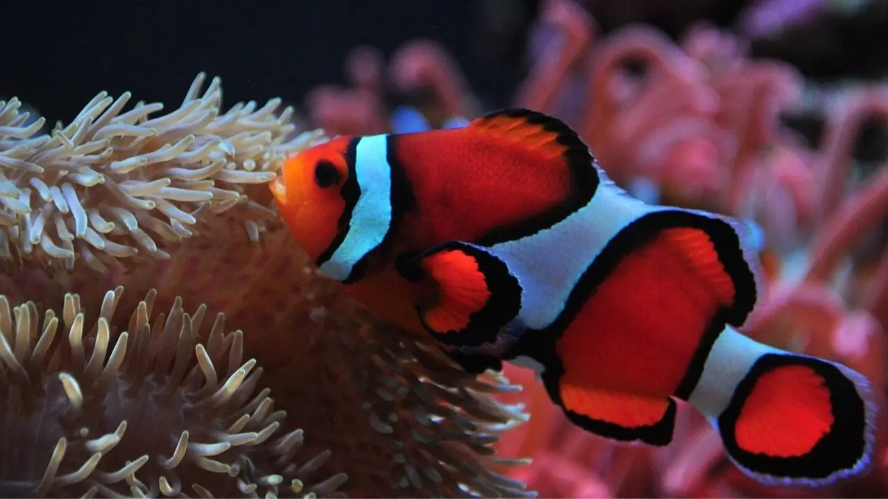 Did You Know Clownfish Can Change Gender? A Remarkable Survival Strategy Reef Creatures Apply