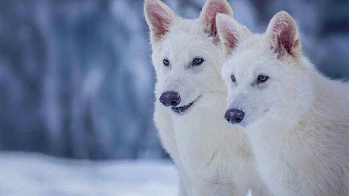 Dire Wolf Back After 10,000 Years: Startup De-Extincts Pups From 13,000-Year-Old Tooth, 72,000-Yr-Old Skull