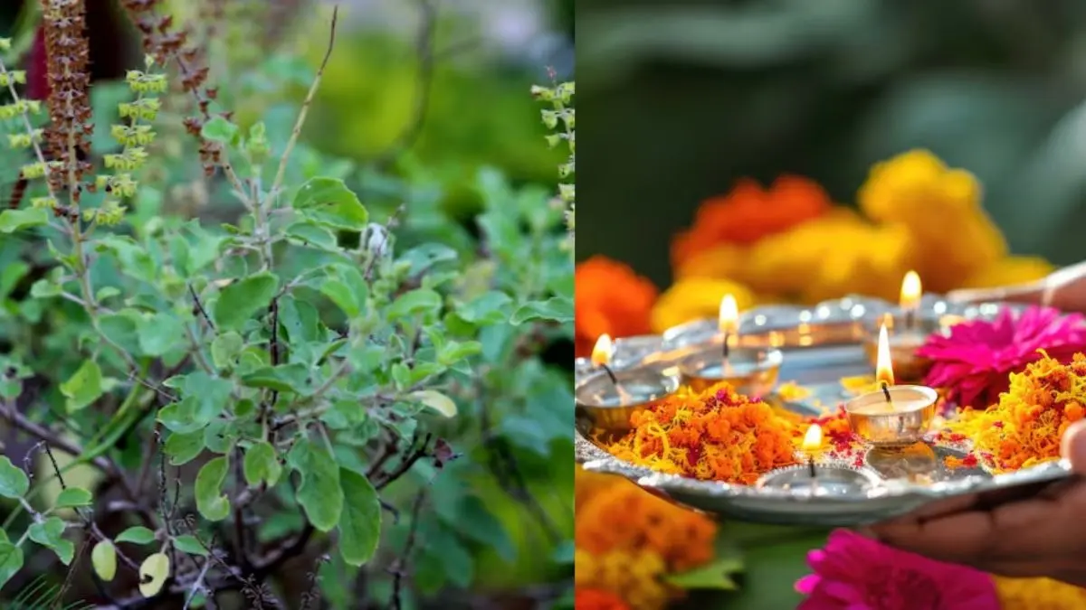 Diwali Tulsi Upay 2025