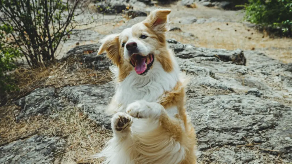 Dog whose head was stuck in plastic jar, has been rescued