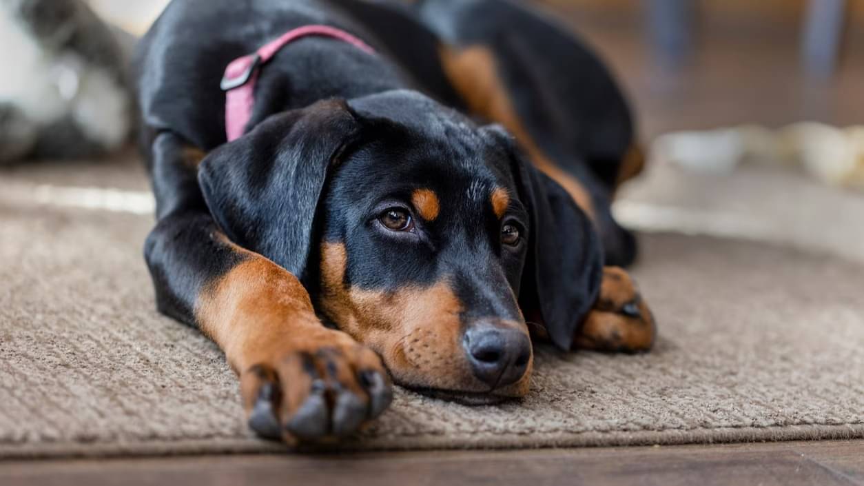 Description of the pic