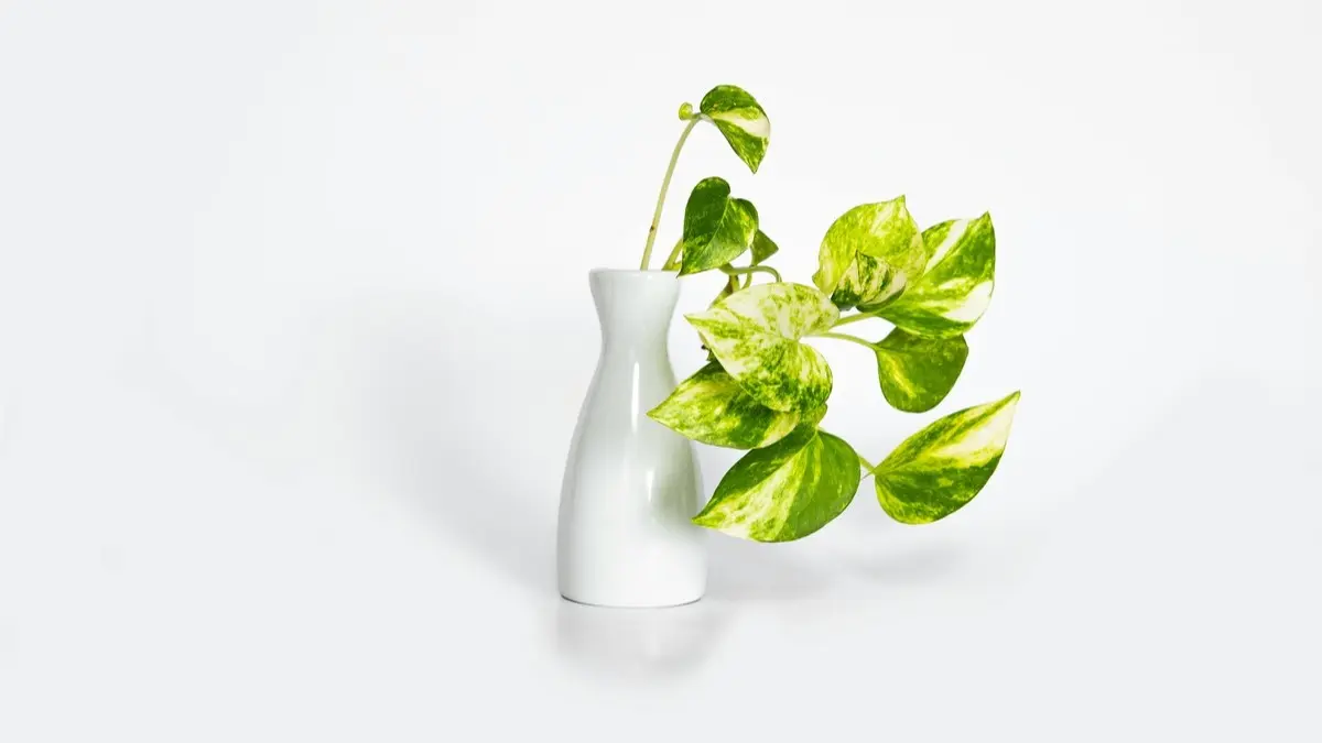 Does Money Plant Attract Wealth To Your Home? Incredible Benefits You Must Know