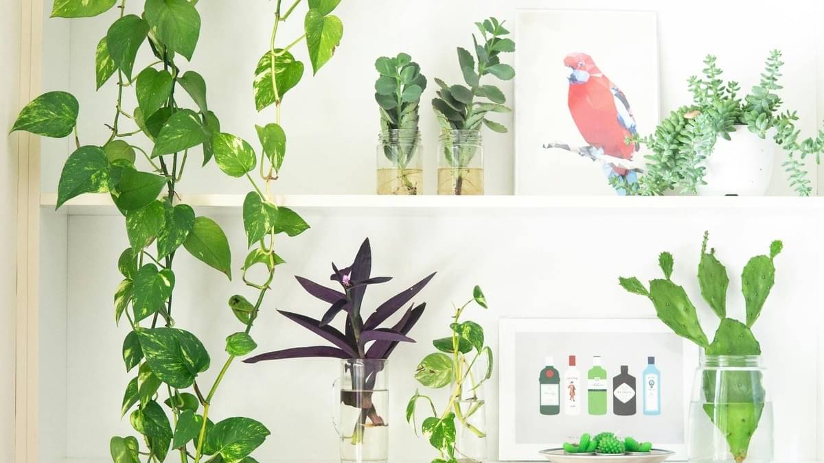 Description of the pic