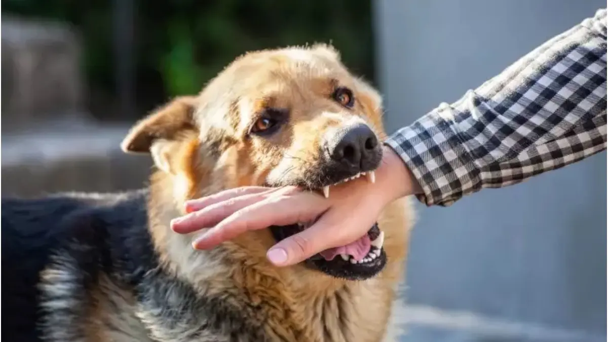 Dog bite can cause rabies, which is fatal