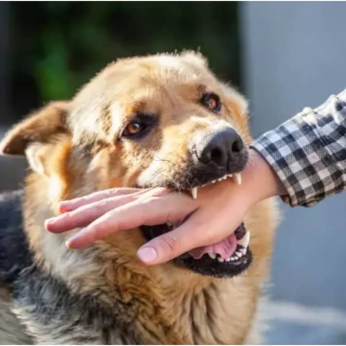Dog bite can cause rabies, which is fatal