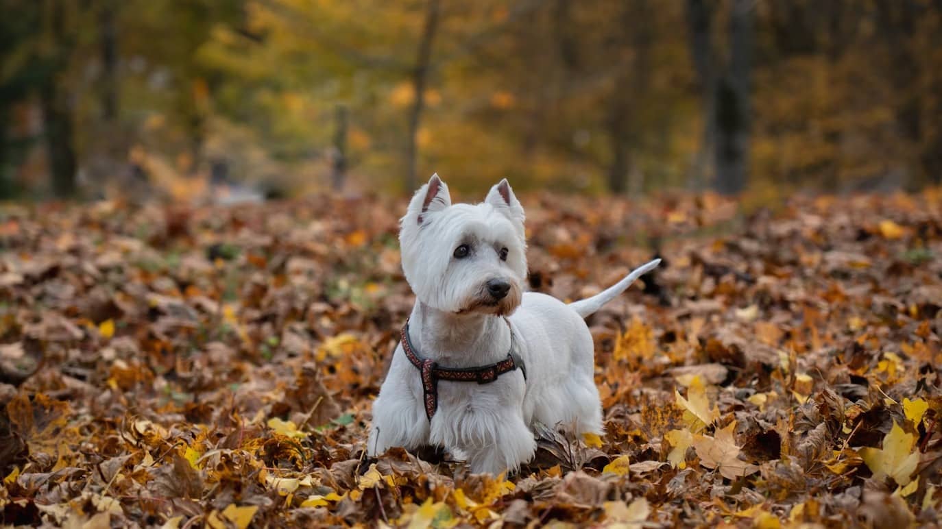 Dog breeds known for their youthful vigours