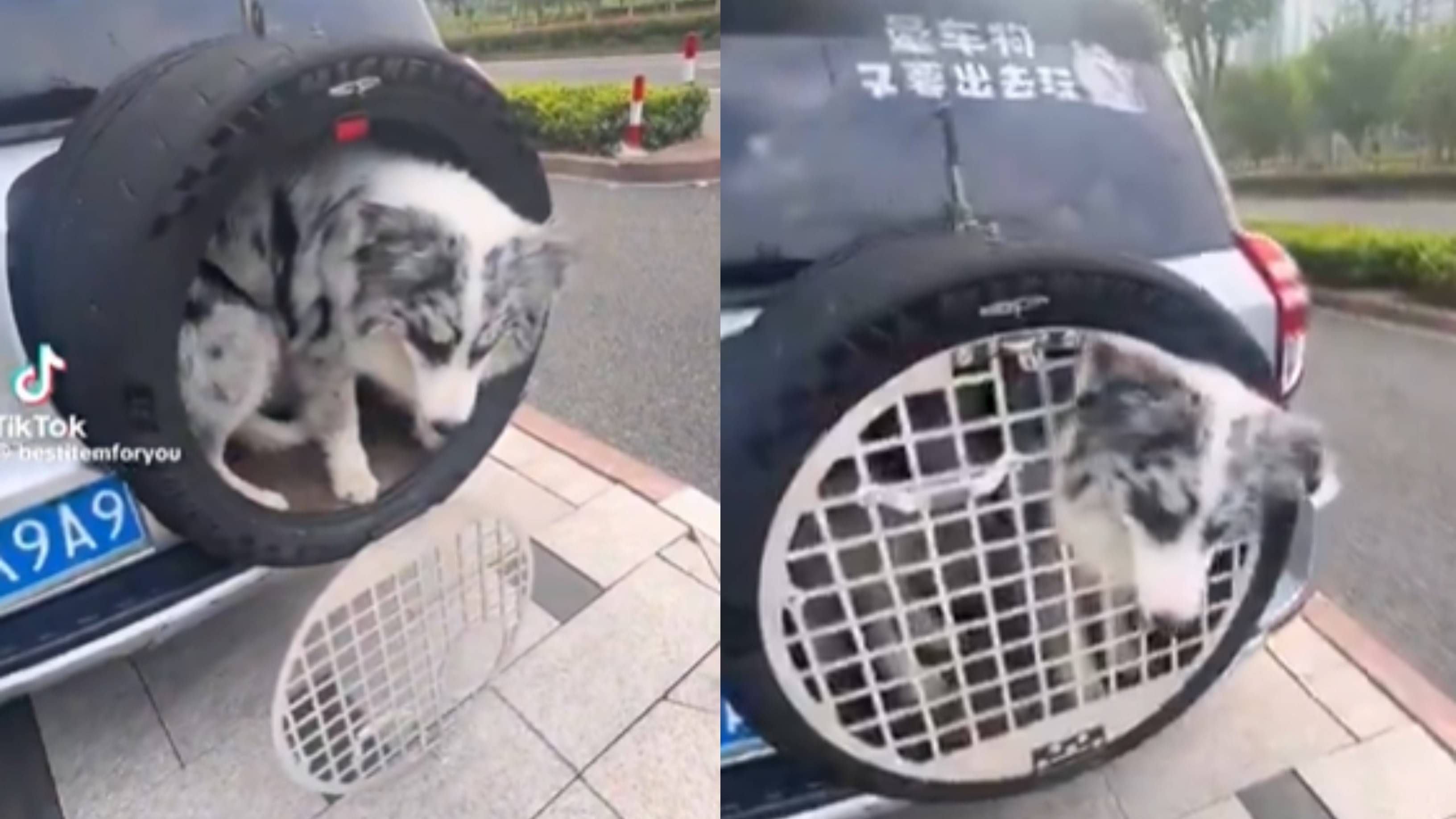 Dog caged in rear-mounted spare tire 