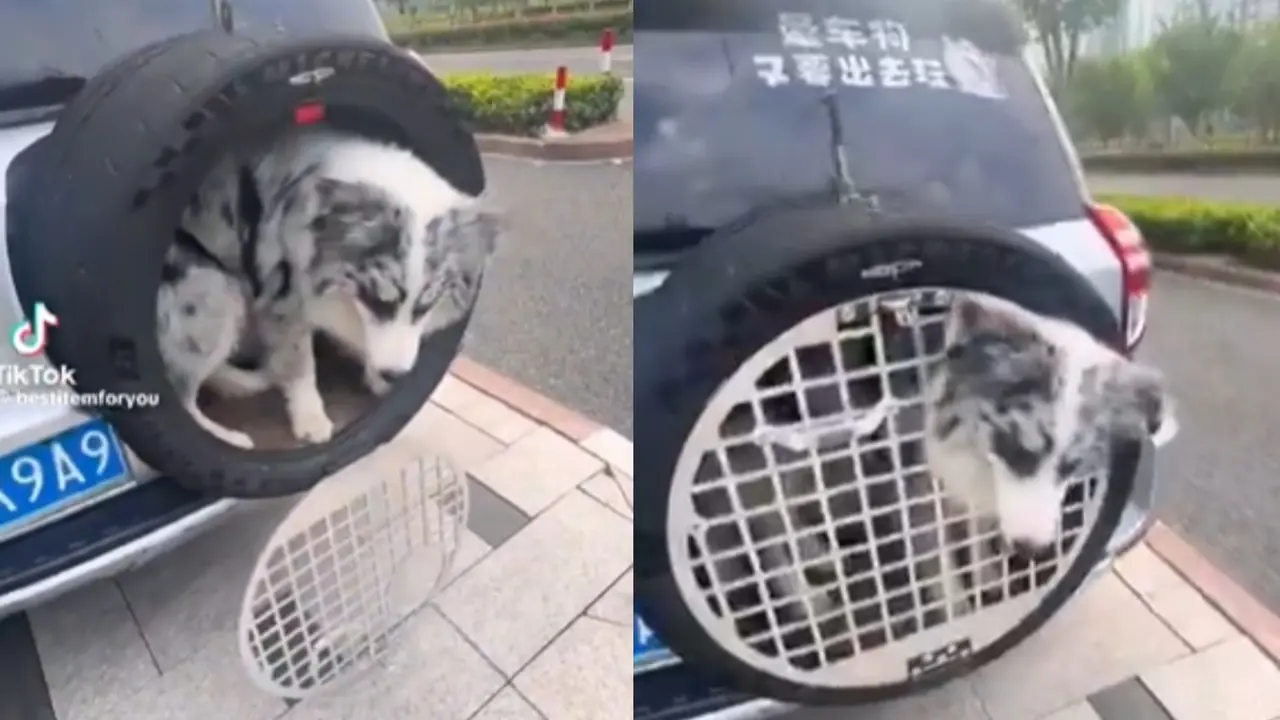 Dog caged in rear-mounted spare tire