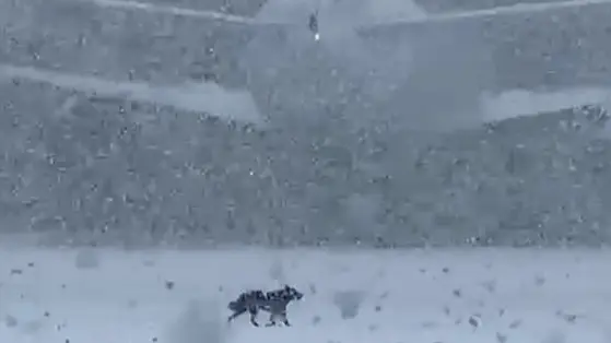 Dog escapes from aircraft parked at Paris airport, runways closed