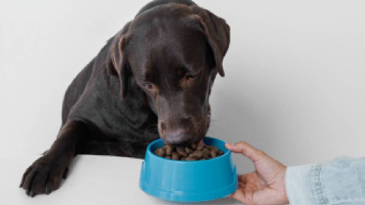 dog feed