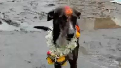 Lost Dog Returns Home After Travelling 250Km Alone From Maharashtra to Belagavi, Locals Celebrate Dog returns home in Belagavi after travelling for 250km alone
