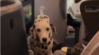 Viral Video: Dog Travels in Style on Singapore Airlines Business Class Dog travels in Singapore Airlines Business class, Video Viral