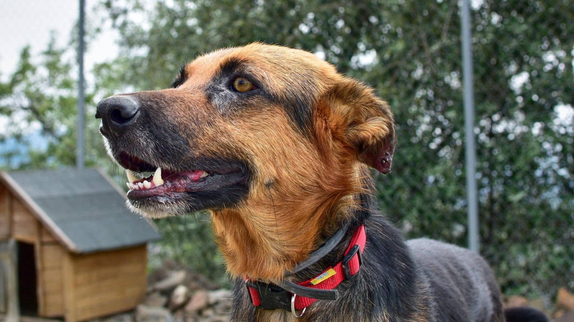 Description of the pic