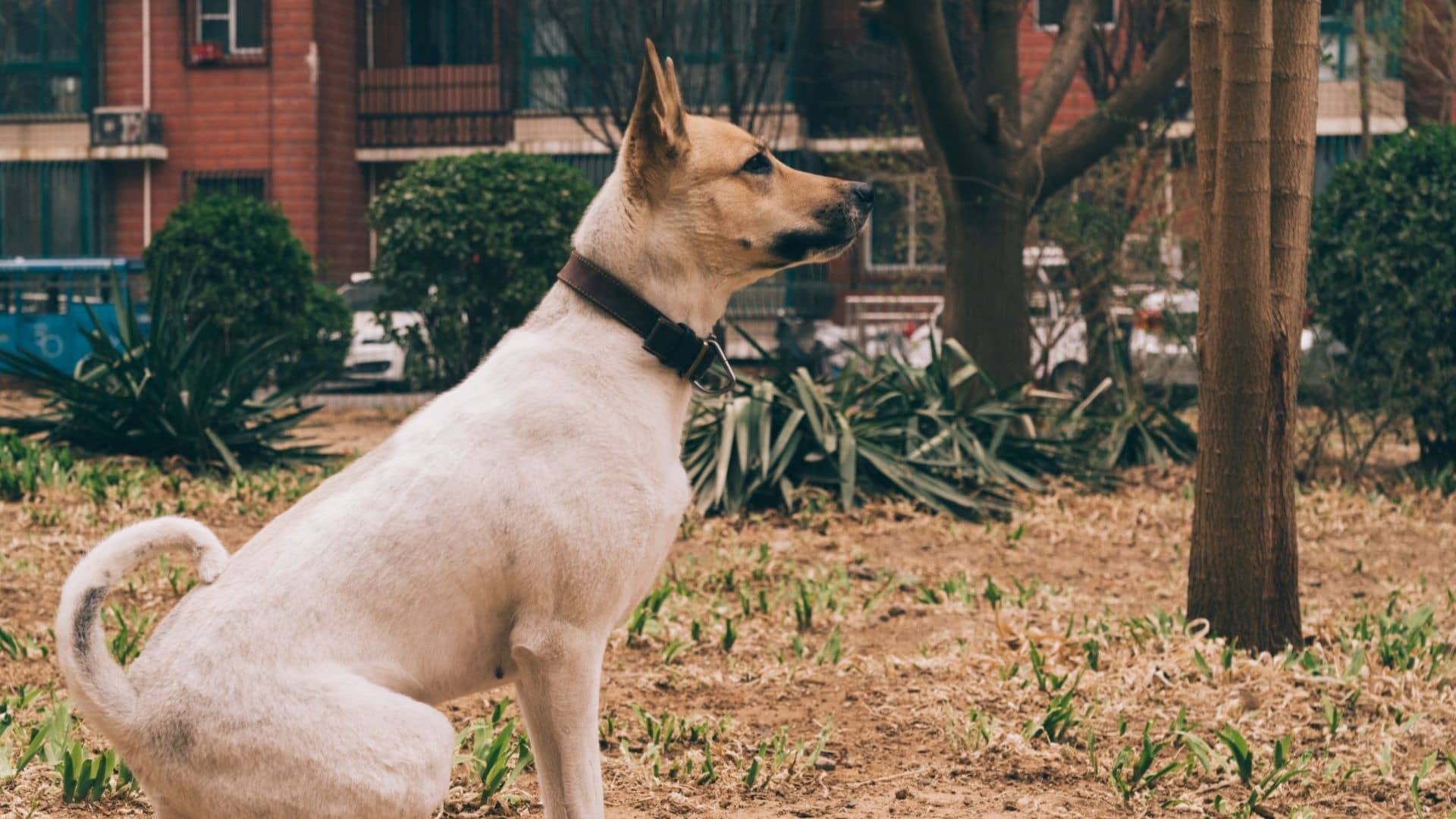 Description of the pic