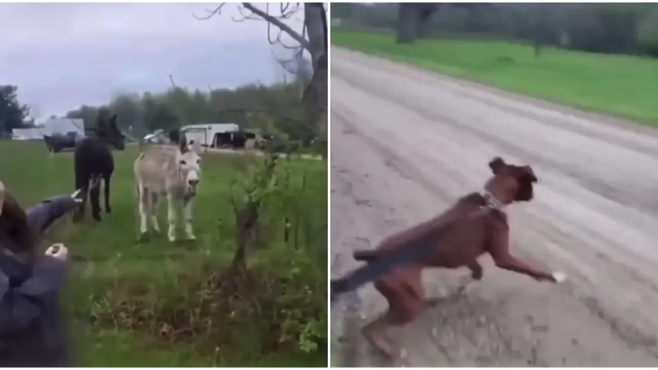Watch: Dog Gets a Shock from Electric Fence, Donkey Can't Stop Laughing Donkey