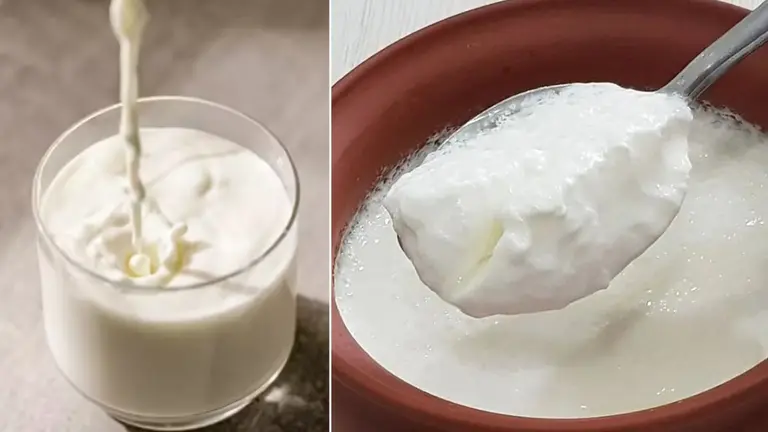 Doodh vs Dahi: बालों के लिए दूध या दही क्या है बेहतर? कैसे करें इस्तेमाल तो होगा ज्यादा फायदा Doodh vs Dahi