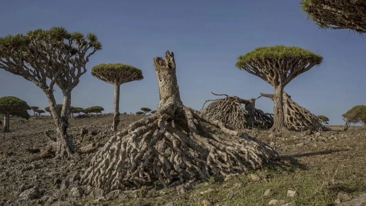 Dragon's Blood Tree