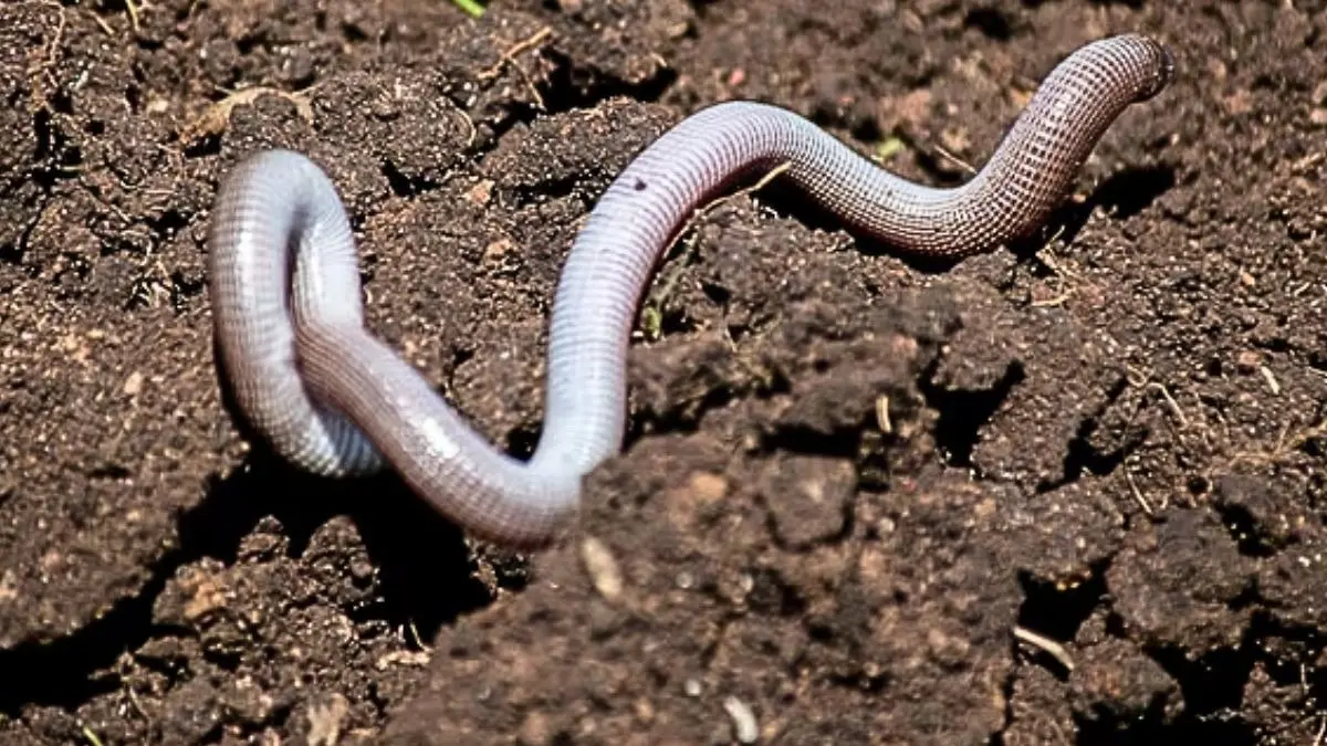 earthworms