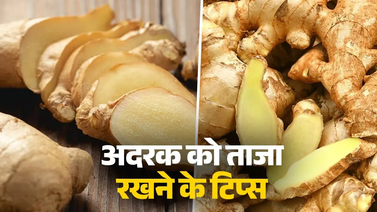 How To Store Ginger: इन टिप्स की मदद से अदरक को रखें कई दिनों तक ताजा, न आएगी बदबू और स्वाद भी रहेगा बरकरार easy-tips-to-store-ginger-at-home-adrak ko fresh rakhne-ke-asan-tips
