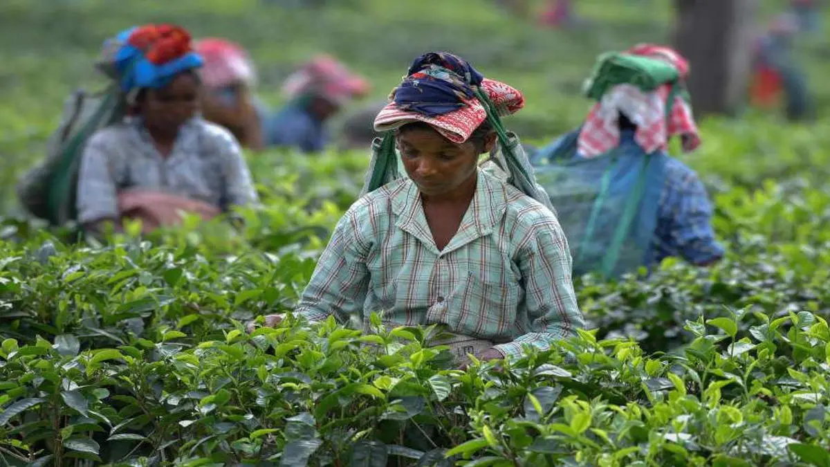 ECI Clears Plantation Records as Identity Proof for Voter Enrolment in Seven Districts of North Bengal